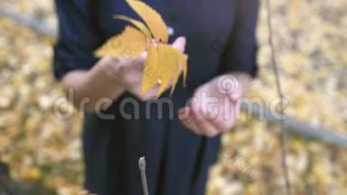一只雌手的俯视图收集秋叶，并把它放在手中，直到风在公园里吹一片叶子。 慢慢慢慢